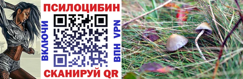 что такое   Анадырь  Псилоцибиновые грибы Cubensis 